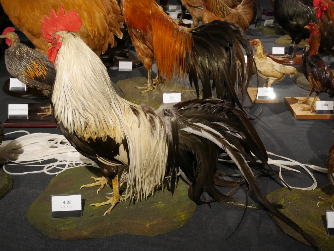 60種150羽の鶏を一気に見られます | メディア | クールシニアマガジン